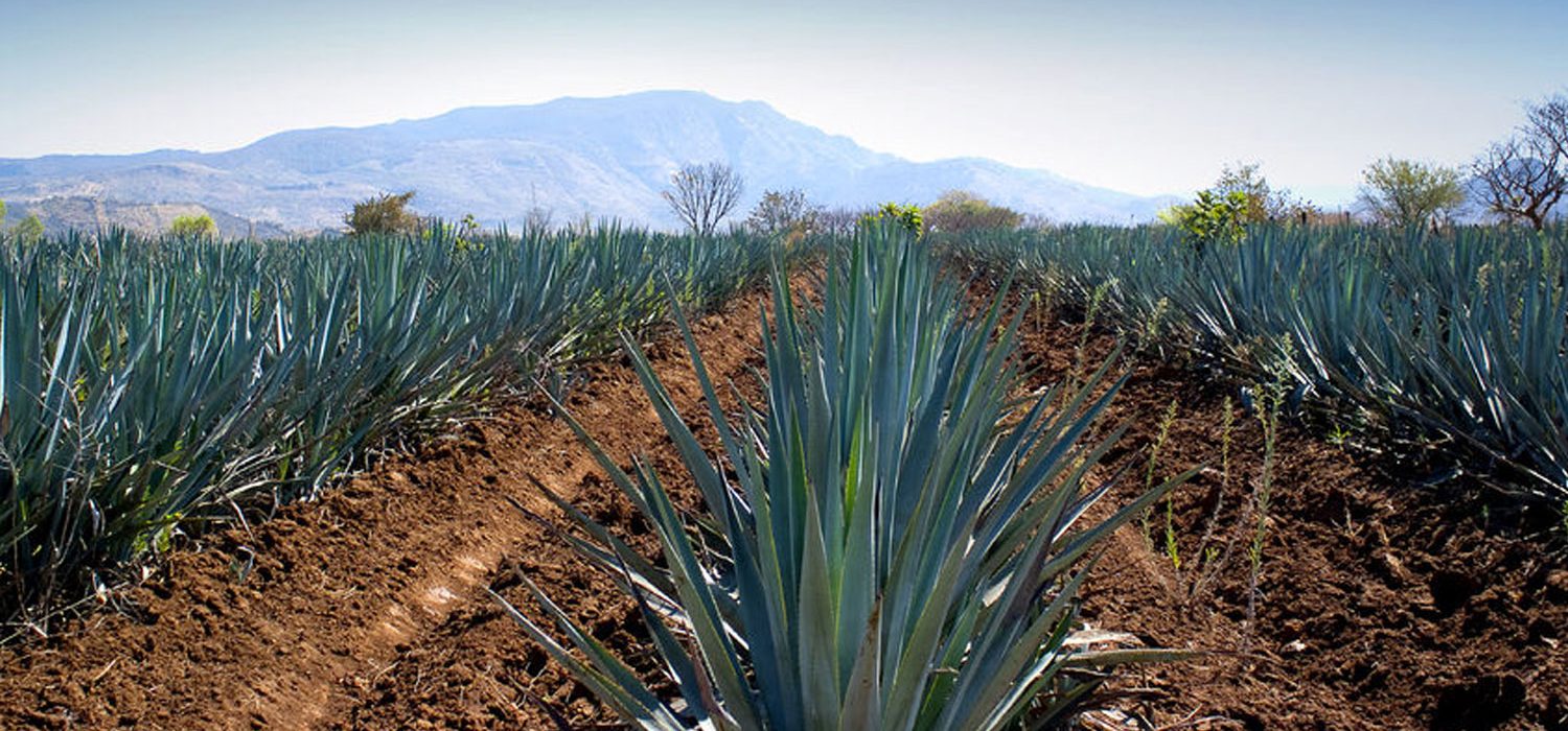 new-Agave-Field